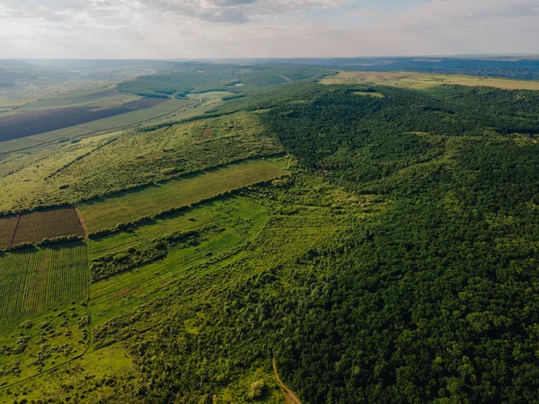 Aerial View of agricultural fields Corn Crops Field From Drone Point Of View and a small lake.