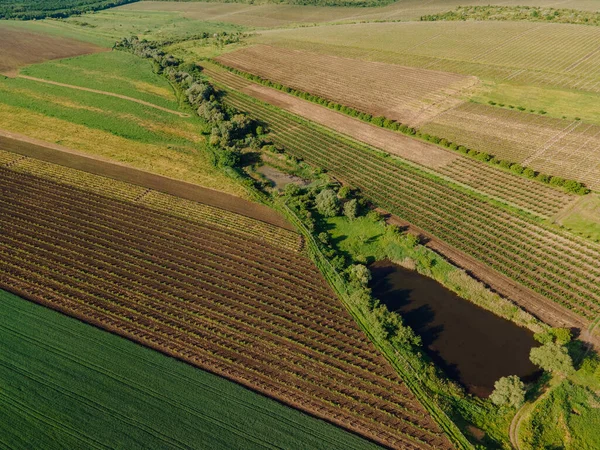 Aerial View of agricultural fields Corn Crops Field From Drone Point Of View and a small lake.