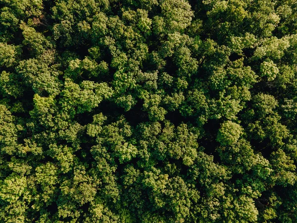 Amazon tropikal yağmur ormanlarının 4K hava görüntüsü, Amazon ormanlarının yukarısından drone görüntüleri.