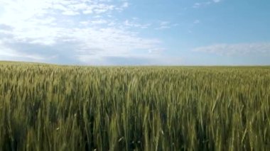 Yeşil buğday ve mavi gökyüzü arka planının havadan görüntüsünü kapat