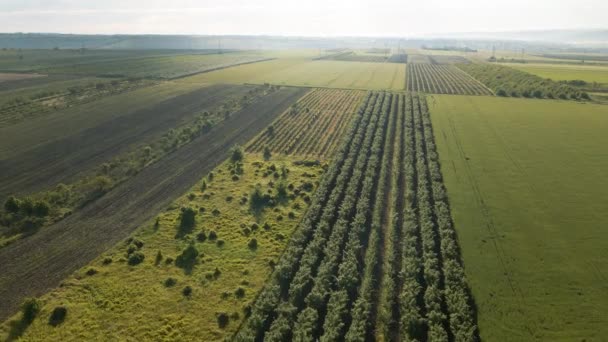 Cinematic 4K Aerial View Landschaft Obstgarten mit landwirtschaftlichen Feldern rund um. — Stockvideo