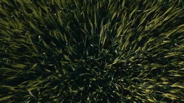 Närbild antenn uppifrån över gröna veteöron. frodiga vete spikelets vinkar i vinden — Stockvideo