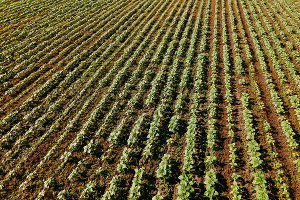 top aerial view of crop rows on a fertile agricultural field. aerial drone photo agricultural landscape