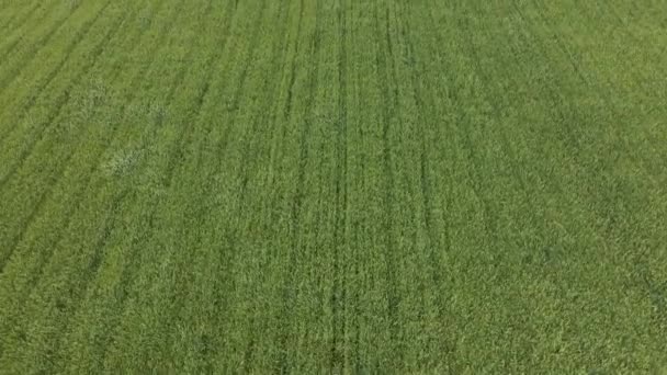 Вид с воздуха на зеленое сельскохозяйственное поле в солнечный день и молодые колосья пшеницы, машущие ветром — стоковое видео