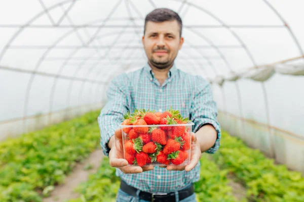 Portrait of young farmer in a strawberry field presenting his harvest in clear plastic box