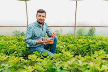 male farmer looking at camera and harvests ripe red strawberries. The harvest of berries.