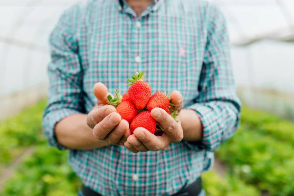 Primer plano de Hombre agricultor tiene un poco de fresa madura grande en sus manos. Un puñado de fresas. — Foto de Stock