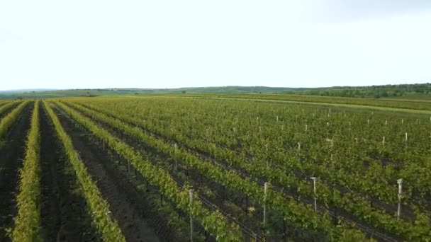 Vista aérea de una plantación de viñedos en las luces de la tarde — Vídeo de stock