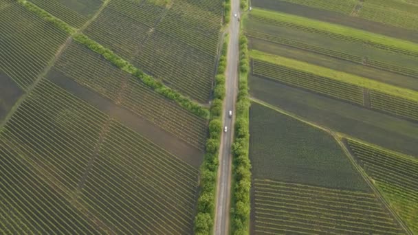 Aerial View Road Agriculture Field vineyard in Summer Day. — Stock Video