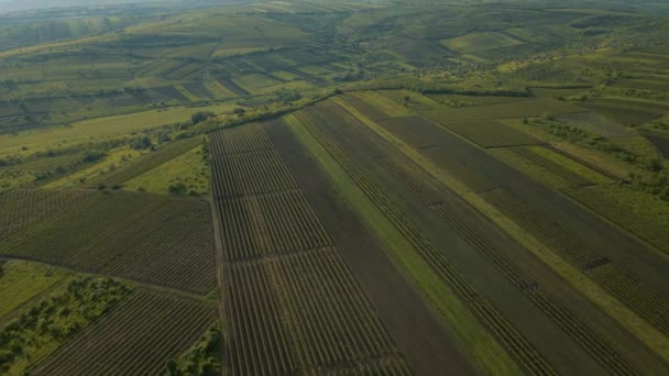 Uitzicht vanuit de lucht op landbouwgrond met wijngaarden. Hoge kwaliteit 4k beeldmateriaal. — Stockvideo
