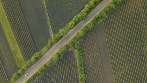 4K видео обмотка сельской дороги в поле. — стоковое видео