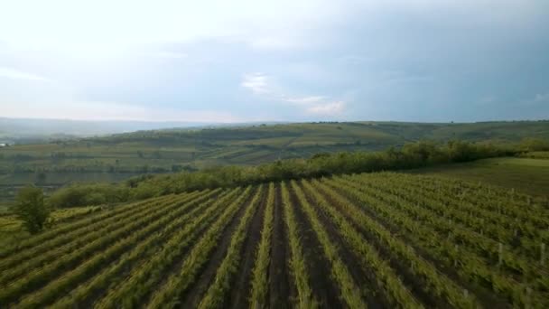 Luftaufnahme der französischen Landschaft Schöne Bauernhöfe und Weinberge episches 4K — Stockvideo