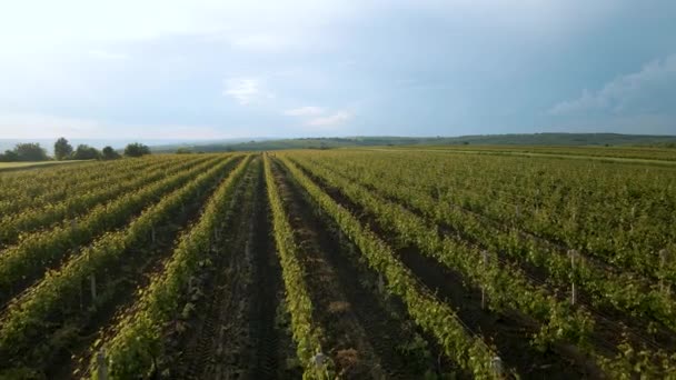 4K luchtfoto video drone shot van een kleurrijke wijngaard landschap in de zomer in de vroege ochtend licht. — Stockvideo