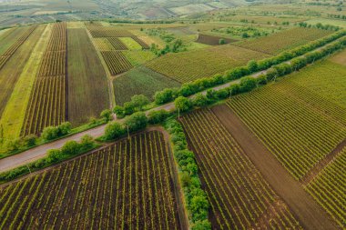 Tarlada dolambaçlı köy yolu.