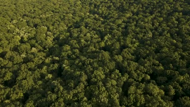 4K Luchtfoto van Prachtige beelden van tropisch regenwoud in Amazon — Stockvideo