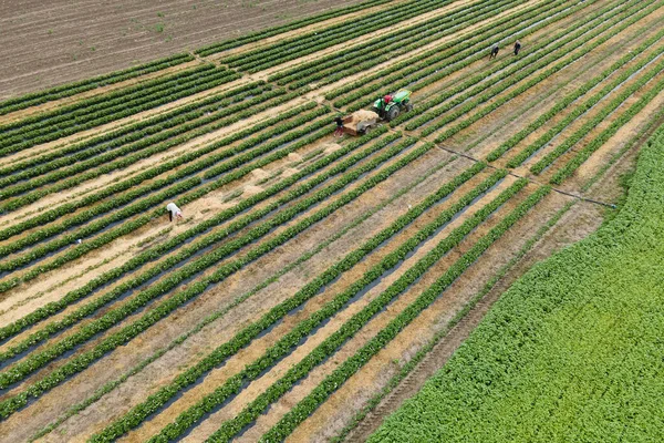 drone rotates around the agricultural workers with the tractor in the field,