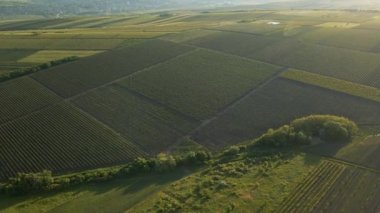 4K hava manzaralı. Yukarıdan yeni sürülmüş ve ekilmiş tarım arazisi.