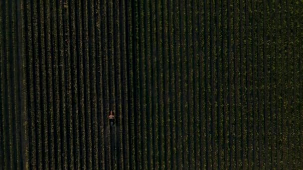 Vue aérienne droite d'un tracteur pulvérisant un pesticide. — Video