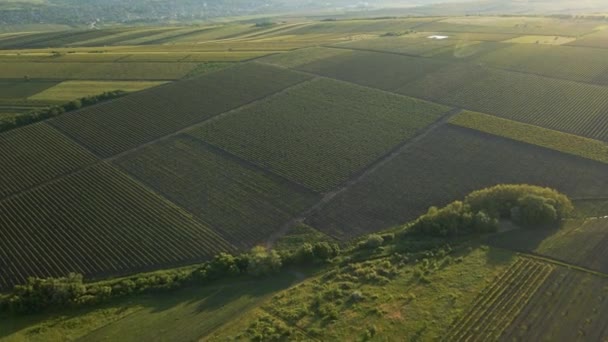 4K bovenaanzicht Pas geploegde en ingezaaide landbouwgrond van bovenaf — Stockvideo