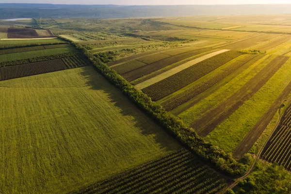 Flygfoto över jordbruksmark med vingårdar. Högkvalitativ 4k-film — Stockfoto