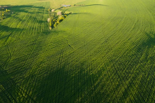 Luftaufnahme über landwirtschaftliche Flächen und grünen Wald an sonnigen Sommerabenden — Stockfoto