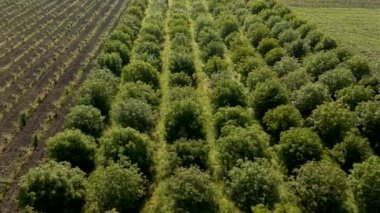 Sinematik 4K Hava Görünümü Tarımsal Meyve Bahçesi Doğa.