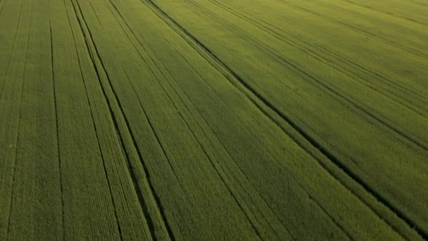 Вид сверху на пшеничное поле. Полет над полями сельскохозяйственных угодий. — стоковое видео