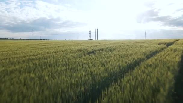 Flug der Drohne über landwirtschaftliche Flächen mit jungem Frühlingsweizen und Hochspannungsleitungen — Stockvideo