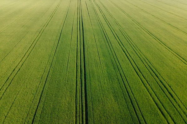 Aerial view Top view of a wheat field. Flying over a field agricultural land. — Stock Photo, Image