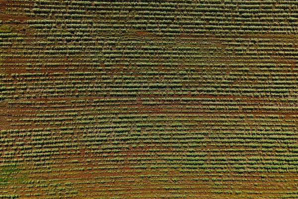Horní letecký pohled na řádky plodin na úrodném zemědělském poli. letecký drone fotografie zemědělská krajina — Stock fotografie