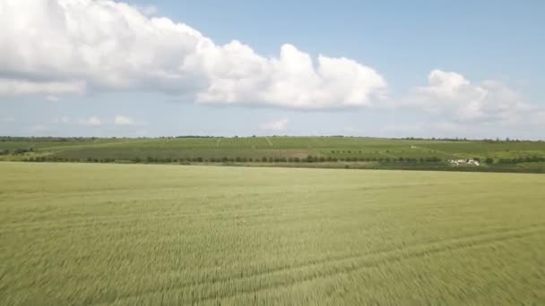 Drone Flight Aerial View of Natural Golden Wheat Field — Stockvideo