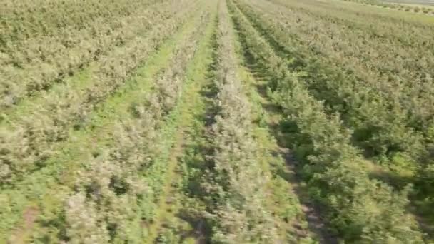 Aerial view of the apple orchard — Stock Video