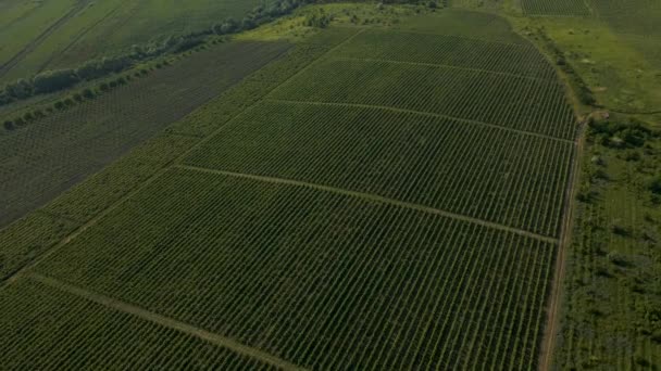 Italiaans Platteland Mooie Boerderijen en Wijngaarden Mooi Uitzicht vanuit de lucht. — Stockvideo