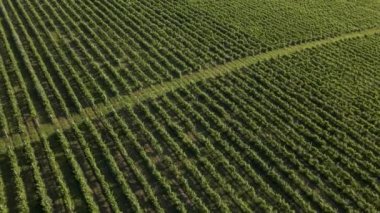 Üzüm bağlarının 4K hava görüntüsü. Tarım Çiftliği Üzüm Bağları İtalya