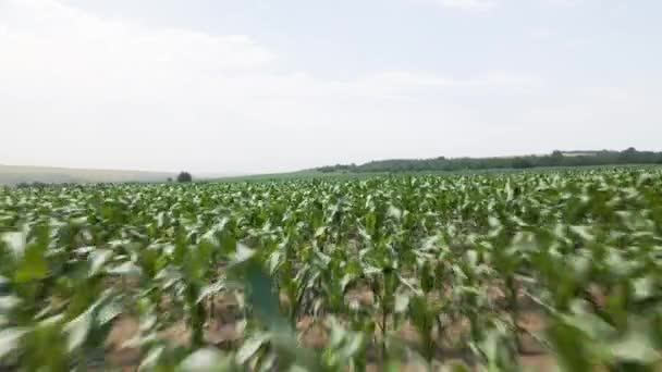 Drone Volando sobre el campo agrícola de maíz verde — Vídeos de Stock