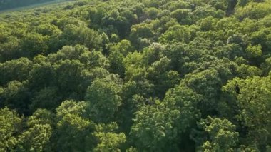 Amazon Ormanı 'nın güzel gökyüzü manzarası. Hava görüntüsü. Yukarıdan