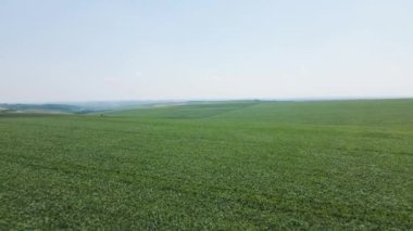 İnsansız hava aracı yeşil tarla üzerinde uçuyor kırsal alandaki ekinleri hasat ediyor.