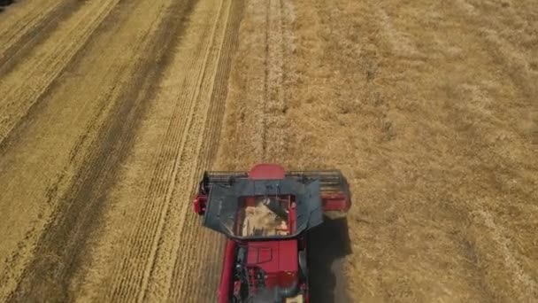 Widok z lotu ptaka Połączyć kombajn rolnictwa maszyny zbioru złoty dojrzałe pole pszenicy. — Wideo stockowe