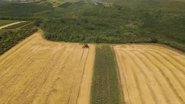 Drone shot over Συνδυάστε την εργασία σε χωράφια σιταριού κατά τη συγκομιδή. — Αρχείο Βίντεο