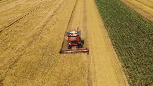 Drohnenflug in 4K-Auflösung über Mähdrescher erntet reifen Weizen auf einem Bauernhof — Stockvideo