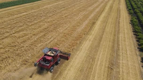 Van bovenaf van gecombineerde landbouwoogsten tarwe in het veld — Stockvideo