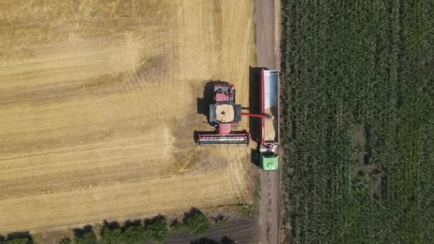 Luchtfoto van het combineren van het laden van tarwekorrels in vrachtwagen trailer — Stockvideo