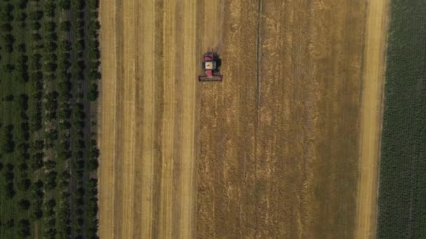 Bovenaanzicht van Combine oogstmachine werkend op een tarweveld in slow motion — Stockvideo