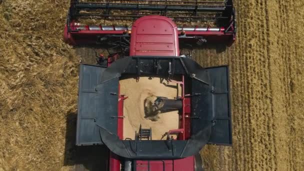 4k aerial view Close up of Modern combine harvester collects ripe wheat in slow motion. — Stock Video