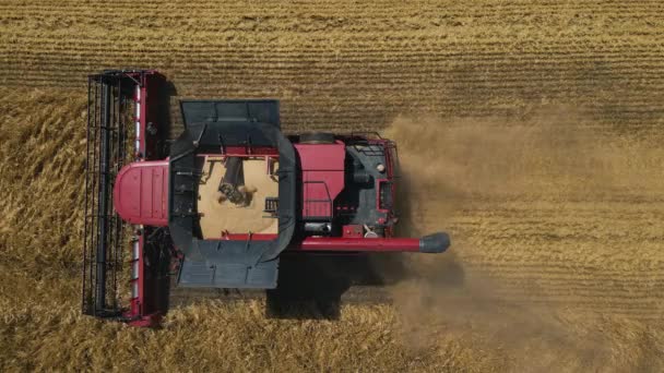 Vue aérienne vue du dessus de la moissonneuse batteuse travaillant sur un champ de blé au ralenti — Video