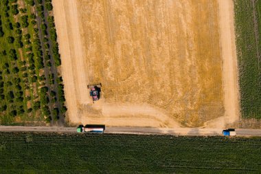 Bir buğday tarlası üzerinde en üst seviye insansız hava aracı uçuşu, buğday hasadı ve bir kamyonla birleşiyor.