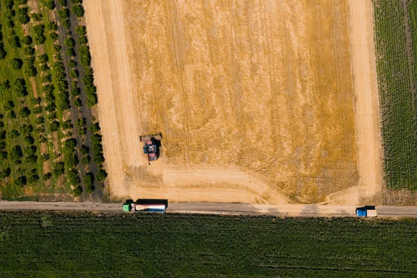 Drohnenflug über einem Weizenfeld mit einem Mähdrescher, der Weizen erntet, und einem LKW — Stockfoto
