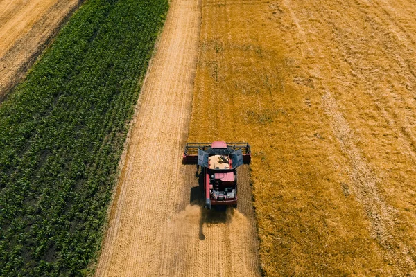 Vista aerea della mietitrebbia macchina agricola raccolta campo di grano maturo dorato. — Foto Stock