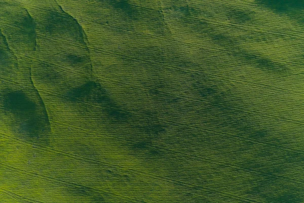 Aerial view of forest at sunrise. Drone shot flying over tree and green land. — Stock Photo, Image