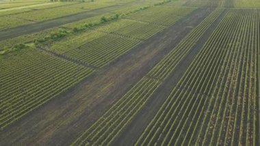 Gün batımında güzel şaraphanenin 4K hava manzarası